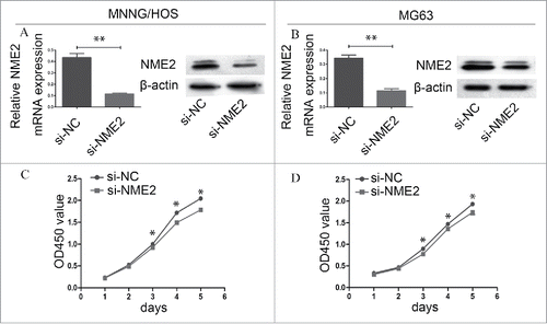 Figure 2. The downregulation of NME2 expression in osteosarcoma cell lines affects cell proliferation. (A) Compared to si-NC targeted MNNG/HOS cells, NME2 expression was significantly downregulated in si-NME2 targeted MNNG/HOS cells at the mRNA and protein levels. (B) Compared to si-NC targeted MG63 cells, NME2 expression at the mRNA and protein levels was significantly downregulated in the si-NME2 targeted MG63 cells.(C) The proliferation of si-NC targeted MNNG/HOS cells was significantly higher than that of si-NME2 transfected MNNG/HOS cells from the 3rd day. (D) The proliferation of MG63 cells was significantly lower from the 3rd day onwards when transfected with si-NME2 compared to those transfected with si-NC.