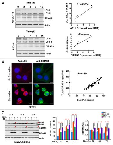 Figure 1. DIRAS3 expression is important for induction of autophagy. (A) Induction of DIRAS3 mRNA is correlated with increased conversion of LC3-I to LC3-II. OVCA433 and EFO21 ovarian cancer cells were incubated in growth medium or HBSS plus 0.3% glucose for 2, 4, 8, or 16 h. Cells were collected for western blotting with antibodies and RNA was extracted for analysis by real-time PCR analyses. Band intensities were quantified using ImageJ. (B) Increasing endogenous DIRAS3 protein is correlated with increasing LC3 puncta. EFO21 cells were incubated in growth medium or in HBSS plus 0.3% glucose for 4 h. Cells were stained for DIRAS3 or LC3 and imaged by immunofluorescence microscopy. The quantities of LC3 puncta and the intensities of endogenous DIRAS3 protein were quantified using ImageJ. Scale bars: 5 μm. (C) Re-expression of DIRAS3 at physiological levels increased the conversion of LC3-I to LC3-II and decreased the level of SQSTM1/p62. SKOv3-DIRAS3 cells were treated with DOX for the indicated intervals to induce DIRAS3 expression and then treated with CQ to block the function of autolysosomes. Band intensity was quantified using ImageJ. Data were obtained from 3 independent experiments. Values are the means ± SD (*P < 0.05; **P < 0.01).