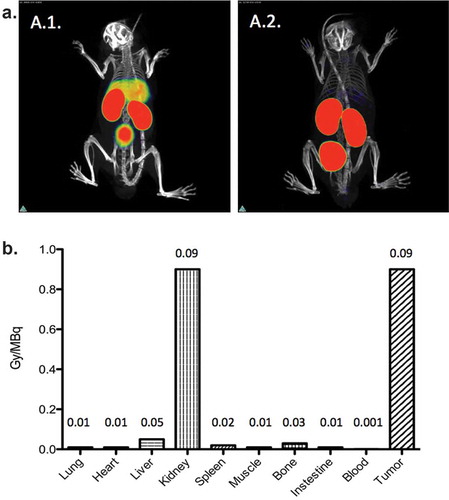 Figure 2. Nanobodies possess numerous advantageous characteristics, including their high antigen specificity (a) and high tumor targeting potential (b). a. 99mTc-labeled-nanobody targeting the complement receptor of the Ig superfamily, CRIg, expressed on Kupffer cells in the liver. 3D-rendered SPECT/micro-CT images of naive wild-type (A.1.) and CRIg−/− mice (A.2.) 1 h after intravenous injection of 99mTc-labeled-nanobody. Representative images for 3 mice per group are shown. Figures adapted with permission from.[Citation115] b. Dosimetry calculation of untagged 177Lu-DTPA-anti-HER2 nanobody coinfused with 150 mg/kg Gelofusin, in HER2pos tumor xenografted mice. Radiolabeling of nanobodies is characterized by significant retention of radioactivity at the kidneys, due to the charged-based aspecific tubular reuptake after glomerular filtration. Figure adapted with permission from.[Citation109].