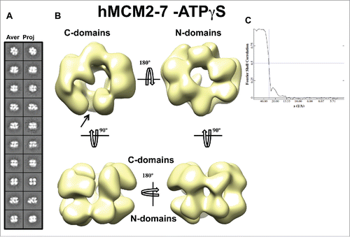 Figure 4. 3D reconstruction of hMCM2-7–ATPγS. (A) hMCM2-7–ATPγS reference-free class averages (left panel) and corresponding reprojections from the final structure (right panel). (B) Several views of different surface representations of a 3D reconstruction of hMCM2-7–ATPγS hexamer filtered to 28 Å. (C) Fourier Shell Correlation (FSC) curve of the 3D reconstructed map. The arrow indicates the MCM2-MCM5 “gate.”