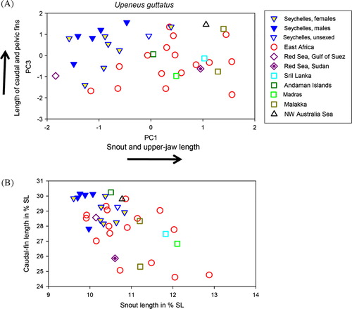 Figure 4.  A: Scores of the first and third axis of Principal Component Analysis based on 40 morphometric characters in 37 Upeneus guttatus from different areas in the Indian Ocean, with trends for the highest-contributing characters indicated by arrows; B: caudal-fin length against snout length (both variables expressed in % SL).