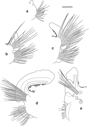 Figure 6. Scolelepis bellani n. sp., paratype (MGAB PLY0169): A. Parapodium of chaetiger 1, anterior view. B. Parapodium of chaetiger 2, anterior view. C. Parapodium of chaetiger 3, anterior view. D. Parapodium of chaetiger 14, anterior view. E. Parapodium of chaetiger 30, anterior view. Scale bars: A–E = 0.2 mm.