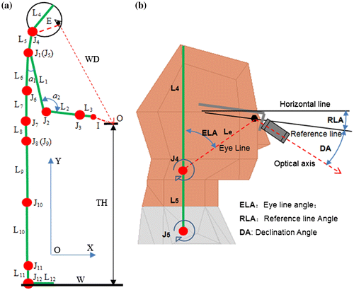 Figure 3. Operation position; I: Instrument; E: Eye line: The line connects the head joint and eye; WD: Working distance of loupes; TH: Table height; W: x-coordinate of operation field: (a) 2-D structure and link constraint. (b) Neck and Head link diagram.
