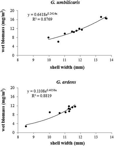 Figure 7. Exponential increase in shell width frequency in relation to wet biomass (mg/m2), for each Gibbula population, in 1 year of sampling (July 1981–June 1982).
