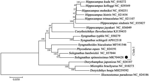 Figure 1. Phylogenetic tree showing the relationship between Solegnathus spinosissimus and 16 other Syngnathidae species based on the 13 PCGs sequences. The bootstrap value for the ML analysis based on 100 replicates was shown on each node. The Genbank accession number was listed following the species name.