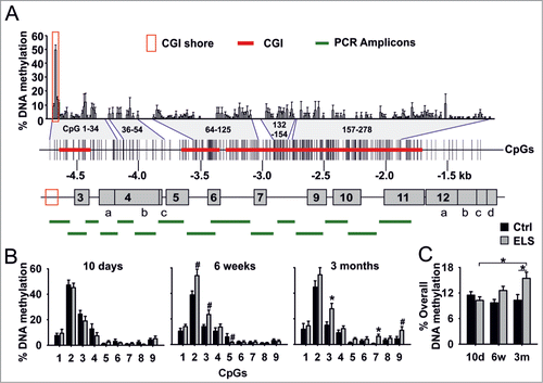 Figure 2. Methylation of proximal GR promoter and ELS-induced hypermethylation at CGI shore. (A) Map of the proximal untranslated first exons (gray boxes) of the mouse Nr3c1 gene. CpG density, CGIs (red line) and experimentally determined CpG methylation in PVN are shown. Positions within the CpG panel are bordered by blue lines. Methylation of CpGs of the GR promoter region of 3-month old mice was analyzed by sequencing of 15 Alicons (green lines). Moderate CpG methylation was detected at CGI shore region (red box). CpGs are numbered, starting at CpG 1 at -4,732 base pairs (bp) relative to the ATG start codon. (B) Individual methylation of CpG1–9 in PVN of Ctrl and ELS mice aged 10 days, 6 weeks and 3 months (interaction of ELS and age; P = 0.001 by 2-way MANOVA and average F-tests with significance for CpG3, CpG5 and CpG7; ELS effects; *P < 0.006, #P < 0.05 by univariate F-tests; n = 9–10 mice per age). (C) Overall methylation across 9 CpGs at the CGI shore in PVN (interaction of ELS and age; P = 0.013 by 2-way ANOVA; *P < 0.05 by univariate F-tests). Data are means ± SEM.