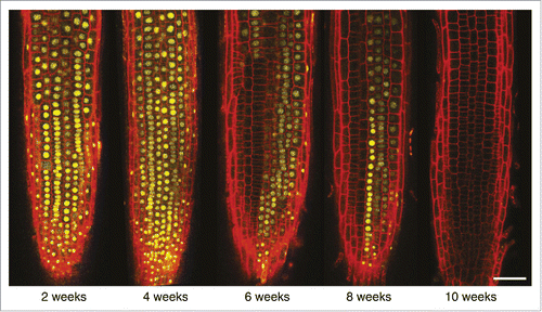 Figure 2. The digital mechanism of FLC repression in response to vernalization. FLC-Venus regulation in the root meristem follow a binary On/Off states being either fully expressed or fully repressed in the single cell. The transcriptional state is transmitted to the daughter cells through mitotic divisions. Plants were subjected to 2, 4, 6, 8, or 10 weeks of cold exposure and imaged 7 d after return to warm by confocal microscopy. Scale bar = 50 μm (Courtesy of Martin Howard).