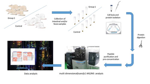 Figure 1. An example of the metaprotoemics workflow based on LC-MS/MS methods.