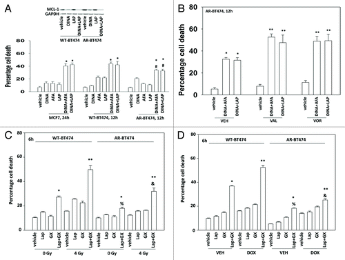 Figure 6. CDK inhibitors reduce expression of protective BCL-XL and MCL-1 proteins in anoikis-resistant breast cancer cells. (A) MCF7 and BT474 (WT, wild type; AR, anoikis-resistant) cells were treated with vehicle or with dinaciclib (10 nM), afatinib (100 nM), lapatinib (1 μM), or the drugs in combination as indicated. Cells were isolated after 24 h and viability determined by trypan blue (± SEM, n = 3). *P < 0.05 greater than corresponding value in vehicle-treated cells; #P < 0.05 less than corresponding value in wild-type treated cells. Upper inset panel: the expression of MCL-1 12 h after exposure to the indicated drugs. (B) BT474 (AR, anoikis-resistant) cells were treated for 36 h with vehicle or with either sodium valproate (750 μM) or vorinostat (750 nM). Cells were then treated with vehicle or with dinaciclib (10 nM), afatinib (100 nM), lapatinib (1 μM), or the drugs in combination as indicated. Cells were isolated after 24 h and viability determined by trypan blue (± SEM, n = 3). *P < 0.05 greater than corresponding value in vehicle-treated cells within own group; **P < 0.05 greater than corresponding value in vehicle-treated cells within whole study. (C) BT474 cells (WT, wild type; AR, anoikis-resistant) in triplicate were treated with vehicle (VEH, DMSO), lapatinib (lap, 1 μM), obatoclax (GX, 50 nM), or the drug combination. Thirty minutes after drug treatment cells were mock exposed or irradiated (4 Gy). Cells were isolated 6 h later and viability determined by trypan blue (± SEM, n = 3) *P < 0.05 greater than corresponding value in lapatinib alone cells; **P < 0.05 greater than corresponding unirradiated cells; %P < 0.05 less than corresponding value in WT cells. (D) BT474 cells (WT, wild type; AR, anoikis-resistant) in triplicate were treated with vehicle (VEH, DMSO), lapatinib (lap, 1 μM), obatoclax (GX, 50 nM), or the drug combination. As indicated cells were treated with vehicle control or with doxorubicin (0.75 μM). Cells were isolated 6 h later and viability determined by trypan blue (± SEM, n = 3) *P < 0.05 greater than corresponding value in lapatinib alone cells; **P < 0.05 greater than corresponding non-DOX treated cells; %P < 0.05 less than corresponding value in WT cells. (E) BT474 cells (WT, wild type; AR, anoikis-resistant) in triplicate were treated for 24 h with vehicle or with sodium valproate (750 μM). Cells were washed and the media was replaced with drug free media. Cells were then treated with vehicle (VEH, DMSO) or with [lapatinib (lap, 1 μM) and obatoclax (GX, 50 nM)] and with as indicated doxorubicin (0.75 μM) or irradiated (n.b. 2 Gy). Cells were isolated 24 h later and viability determined by trypan blue (± SEM, n = 3) *P < 0.05 difference between value and LAP+GX greater than corresponding value in vehicle only-treated AR-BT474 cells.
