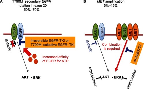 Figure 1 (A and B) Strategies to overcome acquired epidermal growth-factor receptor (EGFR)-tyrosine kinase inhibitor (TKI) resistance in non-small-cell lung cancer (NSCLC). (A) The T790M secondary mutation in exon 20 of EGFR is present in 50%–70% of NSCLC patients who acquire resistance to EGFR-TKIs, such as gefitinib or erlotinib. In such patients, gefitinib is not able to compete with adenosine triphosphate (ATP) for binding to the ATP-binding cleft of EGFR because of an increased affinity of this site for ATP. Treatment with irreversible EGFR-TKIs or EGFR-TKIs selective for EGFR harboring T790M is thus thought to represent a potential approach to overcome the resistance conferred by this mutation. (B) Amplification of MET is apparent in 5%–15% of NSCLC patients who acquire EGFR-TKI resistance. In this situation, MET signaling through ErbB3 (HER3) is activated in addition to EGFR signaling, with the result that both gefitinib and a MET inhibitor (such as PHA665752) are necessary to overcome the resistance conferred by MET amplification. The combination of inhibitors that block molecules that function downstream of both EGFR and MET, such as a phosphoinositide 3-kinase (PI3K) inhibitor combined with an MEK (ERK kinase) inhibitor, might also be an alternative approach to overcome the resistance induced by MET amplification.