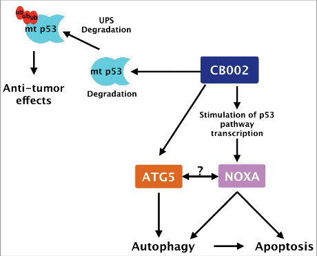 Figure 9. CB002 proposed mechanism of action. CB002 induces the expression of NOXA and the degradation of mutant p53 through the ubiquitin proteasome system. NOXA and atg5 expression are required for apoptotic cell death. The relationship between ATG5 and NOXA, if any, remains to be determined. Furthermore, CB002 induces autophagy which aids apoptotic cell death in drug-treated cells.