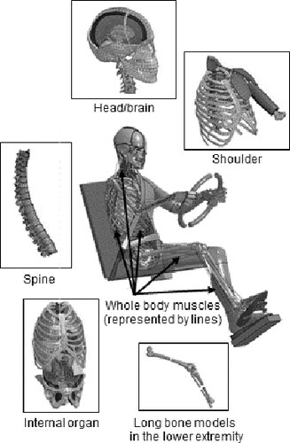 Figure 1 A new human body FE model.