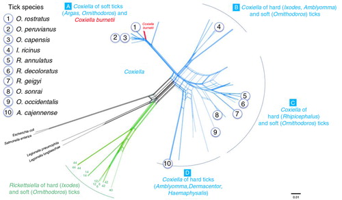 Fig. 1 Genetic relatedness of the 10 tick species used in this study using as reference the phylogenetic network published by Duron et al. (Citation17) with concatenated 16S rRNA, 23S rRNA, GroEL/htpB, rpoB, and dnaK sequences for 71 tick-borne Coxiella strains, 15 C. burnetii reference strains, and several bacterial outgroups.