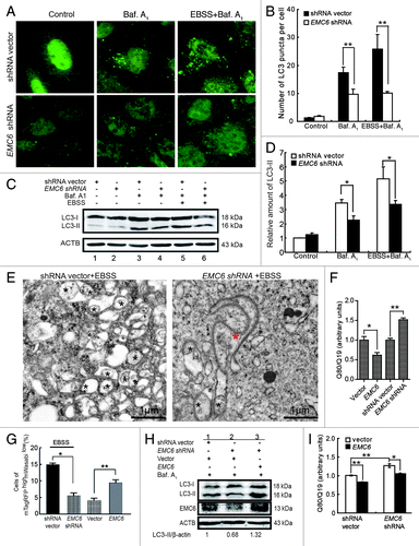 Figure 4. Knockdown of EMC6 impairs cell autophagy. (A) Representative fluorescence microscopy images of the dot distribution of endogenous LC3 obtained from U2OS cells transfected with shRNA vector or EMC6 shRNA, which were cultured for 30 h and treated with 10 nM bafilomycin A1 (Baf. A1) and/or EBSS for the last 4 h. (B) Quantification of LC3 dots in control or EMC6-silenced cells treated with reagents as indicated in (A). Results are means ± SD of at least 100 cells scored (**p < 0.01). (C) Western blot analysis of LC3-II levels in U2OS cells treated as in (A). (D) Quantification of the amounts of LC3-II relative to ACTB treated as in (C). The average value in the shRNA vector-transfected cells without Baf. A1 treatment was normalized as 1. Data are the means ± SD of results from three experiments (*p < 0.05). (E) TEM analysis of U2OS cells transfected with shRNA vector or EMC6 shRNA for 24 h and then incubated in EBSS for 2 h. The autophagosome-like structures are shown with a black star, and an anomalous double-membrane structure is shown with a red star. (F) U2OS cells were cotransfected with polyQ80-luciferase (or polyQ19-luciferase) and the indicated plasmids for 24 h; firefly luciferase activity was measured using the Dual Luciferase Reporter System (means ± SD; *p < 0.05, **p < 0.01). (G) HCT116 cells were cotransfected with mTagRFP-mWasabi-LC3 and the indicated plasmids for 24 h, and then incubated with or without EBSS for 4 h. The percentages of mTagRFPhighmWasabilow cells were detected using flow cytometry (means ± SD; *p < 0.05, **p < 0.01). (H) HCT116 cells were cotransfected with the indicated plasmids for 24 h, and then treated with Baf. A1 for 4 h. LC3-II and EMC6 levels were analyzed by western blot. (I) HCT116 cells were cotransfected with polyQ80-luciferase (or control polyQ19-luciferase), vector (or EMC6) and shRNA vector (or EMC6 shRNA) as indicated for 24 h, and then firefly luciferase activaty was measured using the Dual-Luciferase Reporter System (means ± SD; *p < 0.05, **p < 0.01).