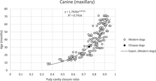 Figure 5. Linear regression of maxillary canine pulp cavity closure ratios to age in months of Moxviquil and Tenam Puente specimens.