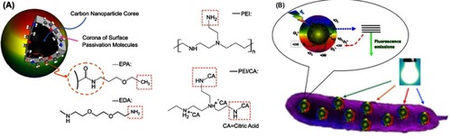 Figure 1 The structures of CDots used in the study and the illustration of CDot’s antibacterial action. (A) A cartoon illustration on CDots of different surface functionalities. Left: EDA-CDots and EPA-CDots prepared by functionalization in amidation reactions. Right: Chemical structures of PEI and PEI/CA zwitterionic pairs that likely dominate the surface passivation layers of their corresponding CDots. (B) A cartoon illustration of CDots’ photoactivated antibacterial activity to bacteria.Abbreviations: CDots, carbon dots; EDA, 2,2-(ethylenedioxy)bis(ethylamine); EPA, ethoxypropylamine; PEI, polyethylenimine.