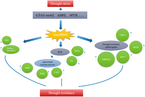 Figure 9. GmDHN9 gene mediates drought tolerance mechanism in Arabidopsis thaliana.