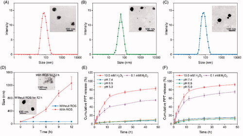 Figure 1. Characterization of micelles. The size distribution of PCDMA (A), PDMA (B), and PCSA(C) in PBS at pH 7.4. (D) Size changes of PCDMA after incubation with or without 10 mM H2O2 for different time. PPT (E) and CuB (F) release from PCDMA under different ROS conditions or pH conditions. Data are shown as mean ± SD, n= 3.