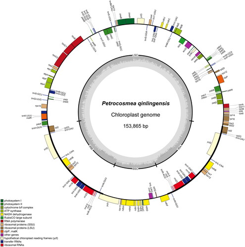 Figure 2. The map of the Petrocosmea qinlingensis complete chloroplast genome drawn by OGDRAW (Greiner et al. Citation2019). The outer circle is marked with annotation information. The gene name on the outside indicates clockwise transcription of the gene, while the inside indicates anticlockwise transcription. Different colors indicate different functional classifications of the gene. The inner circle represents the GC content of the chloroplast genome.