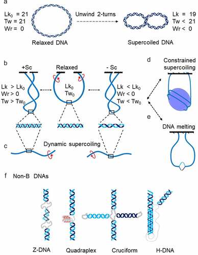 Figure 1. Basic of DNA Supercoiling. DNA supercoiling is a physical property of the DNA double helix [Citation12], usually ascribed to circular DNA, such as plasmids. Ligation of ends of a linear DNA results in a unconstrained planar circle of duplex DNA made of two strands. Two strands of circular DNA are interlinked and the number of interlinks is called the linking number (LK). LK can only change if one or both DNA strands are transiently cut. The linking number of ‘relaxed’ DNA (Lk0) reflects the geometry of the double helix: each 10.5 bp of the helical repeat produces one interlink. A relaxed circular DNA with 21 helical turns has Lk = 21. Lk is a function of the twist (Tw) and writhe (Wr): Lk = Tw+Wr. In the first approximation, twist is a measure of the winding of DNA strands around each other. Therefore, for relaxed DNA shown in this figure Lk0 = Tw0 = 21 (A, left). Because double helix resists bending and twisting, changing the Tw is compensated by coiling of the double helix axis which is measured by Wr. If the Twist number is altered before ligation, the DNA molecule adopts a supercoiled conformation (A, right). Topologically, immobilizing the end of DNA fragment fixes the number of links between the two DNA strands, mirroring the ligation of DNA fragment to form a circle. Thus, supercoiling can also be imposed on topologically constrained noncircular DNA molecules (b). Negative supercoils (-Sc) is generated by un-twisting (B, right), while positive supercoils (+Sc) is due to over-twisting of double helix (B, left). Supercoiled DNA molecule is under torsional stress. Accordingly, transient propagation of torsional stress along the DNA axis away from its mechanical source results in dynamic supercoiling (c). Although the Lk in topologically constrained DNA cannot be changed without breaking DNA strands, several processes alter distribution of torsional stress along the molecule. Writing part of supercoiling can be manifested as plectoneme, or as toroid when constrained in a nucleosome (d). Constrained supercoiling does not impose torsional stress on adjacent regions until liberated. Torsional stress in negatively supercoiled DNA promotes strand-separation and can be released by formation of melted DNA bubble (e) or by formation of other non-B DNA structures (f). These structures form on tracts of low complexity sequences that are abundant in genomes and occurs at specific genomic locations, supporting a functional role of non-B DNA structures in genomic transactions [Citation2].