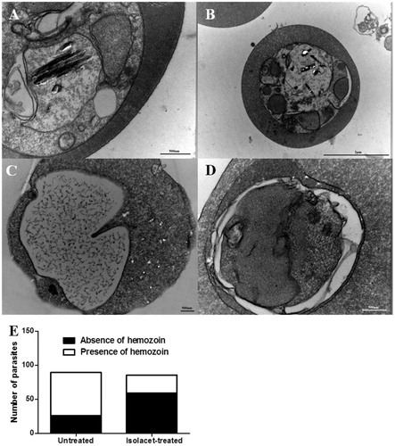 Figure 3. TEM analysis of P. falciparum. Parasites were treated with 2.3 µM of compound 1 and incubated for 24 h. Panels A and B show untreated parasites, highlighting the presence of hemozoin crystals inside the digestive vacuoles. Panel C and D show treated parasites, where is possible to observe the hemozoin crystal absence. Panel E exhibits the number of parasites containing hemozoin crystals.