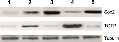 Figure 4 Western blotting analysis of Sox2 and TCTP expression.