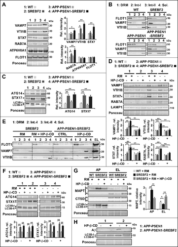 Figure 9. Changes in levels and membrane distribution of key autophagosome and endosome-lysosome fusion proteins in mice overexpressing SREBF2 are prevented by in vivo treatment with 2-hydroxypropyl-β-cyclodextrin resulting in improved MAPT and Aβ clearance. (A) Western blot analysis of the indicated proteins in endosomes-lysosomes isolated from 7-mo-old WT and transgenic mice. (B) Immunoblot analysis of VAMP7 and VTI1B distribution into soluble fractions and DRMs isolated from endosomes-lysosomes of 7-mo-old WT and the indicated transgenic mice. Immunoblots with FLOT1 identified DRMs mainly in fractions 1 and 2. Int-I and Int-II: intermediate fraction I and II, Sol.: soluble fraction. (C) Expression levels of ATG14 and STX17 in autophagosomes isolated from 7-mo-old WT and the indicated mutant mice. To induce autophagy WT and SREBF2 mice were treated with rapamycin (RM, 5 mg/kg) for 24 h. LC3B protein levels were analyzed as a marker of autophagosomes. ATG14 and STX17 were normalized to the corresponding LC3B (I and II) bands. (D to H) Mice were treatment with HP-β-CD (4 g/kg) for 10 wk. To induce autophagy WT and SREBF2 mice were treated with rapamycin (RM, 5 mg/kg) 24 h prior sacrifice. (D) Expression levels of RAB7A and the indicated SNARE proteins in endosomes-lysosomes. LAMP1 was used as a marker of lysosomes. Densitometric values of the bands representing the specific protein immunoreactivity were normalized with the values of the corresponding LAMP1 bands. (E) Immunoblot analysis of VAMP7 and VTI1B distribution into soluble fractions and DRMs isolated from endosomes-lysosomes (EL). Immunoblots with FLOT1 identified DRMs mainly in fractions 1 and 2. Int-I and Int-II: intermediate fractions I and II, Sol.: soluble fraction. (F) Expression levels of ATG14 and STX17 in autophagosomes. LC3B was used as a marker of autophagosomes. ATG14 and STX17 were normalized to the corresponding LC3B (I and II) bands. (G) Expression levels of endogenous MAPT in autophagosomes (AP) and endosomes-lysosomes (EL). LC3B and CTSD (intermediate, 45 kDa; and mature form, 34 kDa) levels were used as autophagosome and lysosome markers, respectively. MAPT values were normalized to the corresponding LC3B (I and II) and CTSD (mature form) bands. (H) Representative immunoblot showing that HP-β-CD treatment prevents the accumulation of Aβ in autophagosomes isolated from APP-PSEN1-SREBF2 mice. In all western blots, densitometric values of the bands representing specific protein immunoreactivity were first normalized to Ponceau S staining to adjust for protein loading. *P< 0.05 and **P< 0.01; n=3. See Figure S18 for uncropped blots.