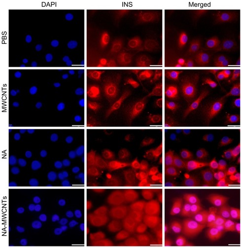 Figure 2 Immunofluorescence detection of insulin production in 1.4E7 insulin-producing cells. The 1.4E7 cells were harvested at a density of 2–4 × 104 cells/cm2 on Lab-Tek 4 chamber glass slides and treated with 5 mg/L NA-MWCNTs, NA, MWCNTs and PBS, respectively.Abbreviations: NA, nicotinamide; MWCNTs, multiwalled carbon nanotubes; PBS, phosphate-buffered saline; DAPI, 4′,6-diamidino-2-phenylindole; INS, insulin.