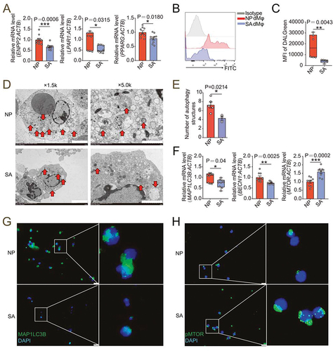 Figure 7. dMφ in spontaneous abortion exhibit weakened LPA-autophagy axis. (a) Transcription level of ENPP2, LPAR1 and PPARG in dMφ of women in normal early pregnancy (NP, n = 10 or 9) or with unexplained spontaneous abortion (SA, n = 10 or 9) by RT-PCR. (b and c) Flow cytometry for autophagy detection of dMφ of women in NP (n = 6) or with SA (n = 5). (d) Autophagic structures under transmission electron microscopy in dMφ from NP women (n = 5) or SA patients (n = 3). (e) Numbers of autophagic structures in (d). (f) Transcriptional level of autophagy-related genes (MAP1LC3B, BECN1 and MTOR) of dMφ of women in NP (n = 9) or with SA (n = 9) by RT-PCR. (g and h) Immunofluorescence detection for MAP1LC3B and pMTOR expression of dMφ from NP women (n = 6) or SA patients (n = 6). Data were presented as mean ± SEM or median and quartile and analyzed by t test or Mann-Whitney U test. *P < 0.05, **P < 0.01, ***P < 0.001.