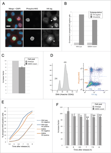 Figure 5. Phosphorylation on serine 283 contributes to the activation of Cdc25A in G2. (A) H1299 inducible cells expressing either wild type or mutant HA-tagged Cdc25A were synchronized at the G1/S transition and released in the presence of doxycycline. At 7.5 h post-release, cells were fixed on coverslips and stained with anti-phospho-ser10 H3 antibody (Phospho-HH3 ; green) and anti-HA antibody (red). DNA was stained with DAPI (blue). Scale bar: 20 μm. Arrows indicate HA-positive cells. Representative images are shown. (B) At 7.5 h post-release the percentages of mitotic cells corresponding to cells ranging from very early prophase (complete phospho-ser10 H3-positive labeling of the nucleus but no apparent chromatin condensation in DAPI stainingCitation41) to late prophase (strong phospho-ser10 H3-labeling and full condensation of chromatin but no reorganization of chromosomes indicative of entry into prometaphase) were determined in each subpopulation. Values obtained with the HA-negative subpopulations were then set to 1 for each pool. A representative experiment is shown. At least 3,000 cells were analyzed in each pool. (C) For each synchronization experiment, the enrichment factor in early mitotic cells associated with the overexpression of wild type Cdc25A (as determined in B) was set to 100 and the enrichment factor obtained with the S283A mutant recalculated accordingly. Graphs represent mean values of 3 independent experiments. Bar represents s.e.m.; *p = 0.0225 according to Student's unpaired t test. (D-F): H1299 inducible cells were synchronized and induced with doxycycline as described above and collected at different time points after release for the thymidine block for flow cytometry analysis. (D) Multiparametric flow cytometry analysis. Cell cycle progression, expression of HA-Cdc25A and mitotic status were simultaneously analyzed by labeling of DNA with Hoechst 33342 (left panel) and labeling with antibodies directed against HA and anti-phospho-ser10 H3 histone, respectively (right panel). A representative experiment is shown (cell pool expressing wild type HA-Cdc25A; 7h post-release). (E) Kinetics of entry into mitosis of the cells in the induced pools following release from the block. Cells were analyzed by flow cytometry as described in (D) A representative synchronization experiment is shown. (F) For each synchronization experiment and at each time point after release, the enrichment factor in mitotic (phospho-HH3 positive) cells in the cell subpopulation overexpressing wild type HA-Cdc25A (phospho-HH3 positive) relative to the non-induced cell subpopulation (phospho-HH3 negative) was set to 100 and the enrichment factor obtained under the same conditions with the S283A mutant recalculated accordingly. Graphs represent mean values of 4 independent experiments. Bar represents s.e.m.; **p < 0 .01 according to Student's unpaired t test.