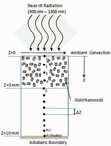 Figure 1. Schematic of physical domain representing a surface tumour surrounded by healthy tissue. The top 3 mm of the domain represents the tumour region (an approximation of melanoma) and the other 7 mm represents surrounding healthy tissue. The tumour region is embedded with gold nanorods. The top surface is irradiated with near-IR radiation. Z represents the tissue depth from the surface. (Schematic is not to scale).