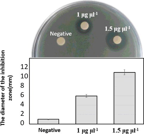 Figure 5. Antibacterial activity of purified peptide against E. coli, assayed using the disc-diffusion method.