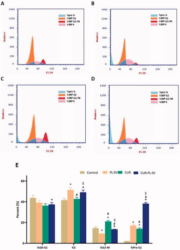 Figure 5. Cell cycle analysis by flow cytometry. (A) Untreated Control, (B) PL-SV, (C) CUR, (D) CUR–PL–SV, and (E) bar diagram of the different cycle phases. Data are the mean of four independent experiments ± SD. *Significantly different vs. control, p<.05; #significantly different vs. PL-VS, p<.05; $significantly different vs. CUR. CUR: curcumin; PL: Phospholipon® 90H; SV: scorpion venom peptide.