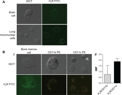 Figure 5 H4R is expressed in mice lung CD11b and CD11c cells. H3R (A) and H4R (Bi) expression was evaluated in mice lung mononuclear cells and in positive controls (mice brain and bone marrow) by confocal microscopy. Specific antibodies were used against H3R and H4R (conjugated with fluorescein isothiocyanate, green) and CD11b and CD11c (conjugated with PE, red). The colocalization of the histamine rceptor and CD11c or CD11b on the cellular membrane is visualized in yellow. (Bii) shows the average of expression intensity for both receptors (n = 4).