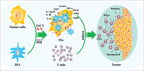 Figure 6. Anti-tumor mechanism of the DC/tumor fusion cell vaccine induced by Col I/PEG. Col I/PEG promotes the expression of DC surface molecules, including CD80, CD86, CCR7, and MHC class I and II proteins, and significantly increases the secretion of lactate and cytokines IL-6, IL-1β, TNF-α, IFN-β, and IL-12p70 in fusion cells, thus promoting the maturation of DC/tumor fusion cells, enhancing the antigen presentation ability of DCs and activating T cells more efficiently, which resulted in higher anti-tumor activity.