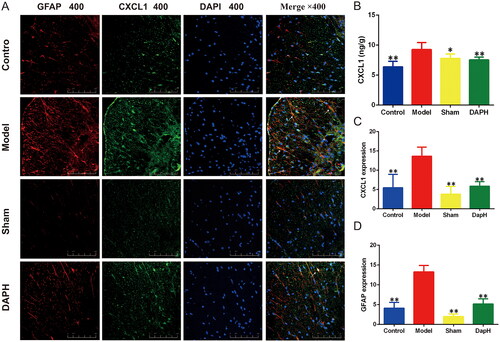Figure 5. Effects of daphnetin on CXCL1 in the spinal cord of CCI rats. (A) Expression of GFAP and CXCL1 in the dorsal horn of the spinal cord in double immunofluorescence staining (n = 3). (B) The expression of CXCL1 in the spinal cord was detected using ELISA kit (n = 6). (C) Fluorescence intensity analysis of CXCL1 (n = 3). (D) Fluorescence intensity analysis of GFAP (n = 3). *p < .05, **p < .01 vs. Model group.