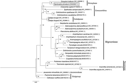 Figure 1. Maximum-likelihood tree of N. pinnatum in relation to other 26 species in Bignoniaceae based on protein-coding sequences from complete chloroplast genomes. Bootstrap values are shown next to the nodes.