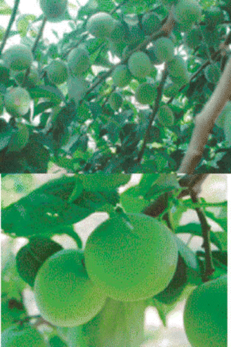 Figure 1 The Japanese Apricot “Prunus mume Sieb. et Zucc” (Ume) at harvesting time.