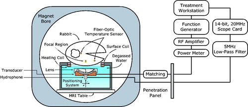 Figure 1. Experimental setup used for MRgFUS hyperthermia. Missing from the schematic are the heavy mineral oil phantoms used for magnetic field drift correction and the degassed saline bag placed between the animals legs.