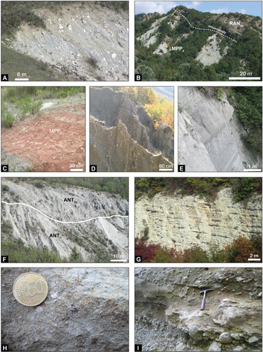 Figure 3. Field occurrence of the Epiligurian Succession (a–h) and Messinian-Pliocene Succession (I): (a) panoramic view of the Baiso Argillaceous Breccias, showing the typical block-in-matrix fabric characterized by the random distribution of polymictic blocks sourced from the ‘Basal Complex’ and Helminthoides Flysch in argillaceous matrix (east of Cascina Galuzia); (b) panoramic view of the unconformable contact between the Monte Piano Marls (MPP2) and conglomerates and turbidite sandstone of Varano de’ Melegari Member (RAN3; Ranzano Formation) (near Giarella); (c) alternating whitish and reddish clayey marl of the Monte Piano Marls (MMP1, East of Cascina Galuzia); (d) grey to greenish coarse grain turbiditic sandstone and matrix-supported conglomerates of the Val Pessola Member (RAN2a, Ranzano Formation) (near Piumesana). Note that the attitude of bedding is subvertical; (e) thick bed (up to 2 m) of grey sandstone, interbedded within alternating greyish pelite and arenite, in dm thick beds, of the Varano de’ Melegari Member (RAN3, Ranzano Formation) (South of Giarella); (f) panoramic view of the contact between clayey marl of the Antognola Formation (ANT) and the Val Tiepido – Canossa Argillaceous Breccias (ANT1b) (close to Moglia). The latter are characterized by the random distribution of blocks, sourced from the ‘Basal Complex’ of the External Ligurian Succession and the Epiligurian Succession, within a clayey matrix, according to mass-transport processes of formation; (g) well-bedded whitish calcareous marls of the Contignaco Formation (east of Piumesana); (h) close-up of the bioclastic sandstone of the Monte Vallassa Sandstone (Serra del Monte), showing fragments of bivalve (coin for scale); (i) detail of the matrix-supported conglomerates and sandstones of the Cassano Spinola Conglomerate (close to Guagnina).