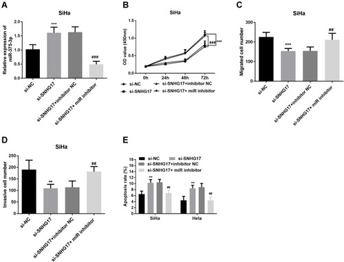 Figure 5 Rescue experiments verified the negative correlation between SNHG17 and miR-375-3p. (A) Reducing the expression of SNHG17 caused an increased expression of miR-375-3p, but miR-375-3p inhibitor can bring down this increase. (B) Downregulated SNHG17 inhibits CC cell proliferation, but miR-375-3p inhibitor abolished the suppressive effect. (C) CC cell migration was inhibited by knockdowning SNHG17 expression, but rescued by miR-375-3p inhibitor. (D) CC cell invasion was repressed by knockingdowning SNHG17 expression, but recuperated by miR-375-3p inhibitor. (E) miR-375-3p inhibitor can prevent the CC cell apoptosis induced by Downregulated SNHG17. **p < 0.01, ***p < 0.001 (compared with si-NC group); ##p < 0.01, ###p < 0.001 (compared with si- SNHG17 + miR-375-3p inhibitor group).