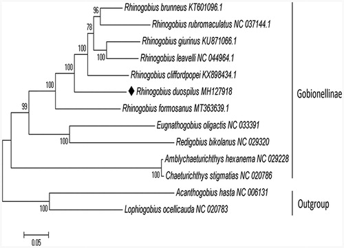 Figure 1. Phylogenetic tree of Rhinogobius duospilus, based on 13 concatenated mitochondrial PCGs from 11 Gobionellinae species, with Acanthogobius hasta and Lophiogobius ocellicauda as the outgroup. The mitogenomic information of Rhinogobius duospilus is marked with rhombus.