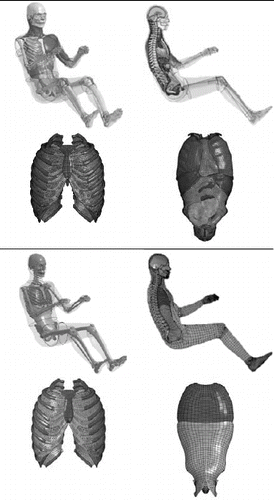 Fig. 1. Visual comparison of the M50-O (top) and M50-OS (bottom) and illustration of the deformable thoraco-abdominal region of each model.