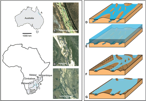 FIGURE 18. Bed-load-rich (sandy) braid plains. A–C, modern examples: very distal portions of the A, Burdekin River, Queensland, Australia, and B, Save (Sabi) and C, Limpopo rivers, sub-Saharan Africa; D–G, paleoenvironmental reconstruction of Yanijarri–Lurujarri section of the Dampier Peninsula, Western Australia, at the time of deposition of exposed portions of the Broome Sandstone: D, ‘normal-flow’ period within a sand-rich distal braid plain, which corresponds to LFA-1; E, waxing (sheet-flooding) period of high flow within the braid plain, with emplacement of sediments capping LFA-1. Deposition was likely rapid, with the common co-occurrence of dewatering structures between LFA-1 and LFA-2; F, sheet-like flood muds and silts get traversed by dinosaurs; G, continued evolution of the prograding delta seaward, with waxing and waning flow velocities in the braid plain. A–C copyright Google Earth.