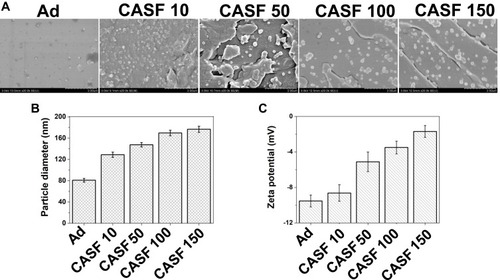 Figure 5 Characteristics of the CASF/Ad complex. (A) Scanning electron microscopy images, (B) particle diameter and (C) zeta potential of the Ad and the CASF/Ad complex. Scale bar: 2.00 μm. CASF 10 to CASF 150 represented the CASF/Ad complexes were formed by coating Ad with CASF at concentrations of 10, 50, 100 and 150 μg/mL, respectively.Abbreviations: CASF, cationic Antheraea pernyi silk fibroin; Ad, adenovirus.