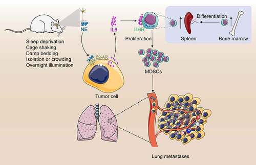 Figure 9. Study model schematic. Chronic stress causes the sympathetic nerve to release norepinephrine (NE). High levels of NE induce tumor cells to secrete large amount of IL-6 through β2-adrenergic receptor signal pathway. IL-6 promotes MDSCs differentiation by activating IL-6/STAT3 signal pathway. Increased MDSCs promotes lung metastasis of breast cancer