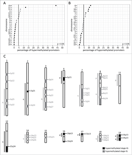 Figure 2. Stage 4S differentially methylated promoters are not randomly distributed across the genome. A. Percentage of stage 4S hypermethylated promoters per chromosome, based on promoter density corrected numbers. Significantly under- and overrepresented chromosomes are indicated with a dark dot. The vertical line represents the percentage if the stage 4S hypermethylated promoters would be randomly distributed across the genome (null hypothesis). B. Percentage of stage 4S hypomethylated promoters per chromosome, based on promoter density corrected numbers. Significantly under- and overrepresented chromosomes are indicated with a dark dot. The vertical line represents the percentage if the stage 4S hypomethylated promoters would be randomly distributed across the genome (null hypothesis). C. Significantly enriched cytogenetic locations of stage 4S hyper- and hypomethylated promoters. A list of genes located in the enriched regions can be found in Supplemental Table 2.