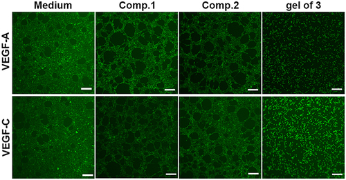 Figure 3 Matrigel tube formation of HUVECs treated with PBS (control), Comp.1, Comp.2, and gel of 3 at 200 μM in the presence or absence of VEGF-A (30 ng/mL) and VEGF-C(100 ng/mL). Scalebar: 200 μm.