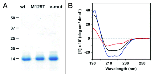 Figure 2. Characterization of hPrP121–231 and its mutants. (A) SDS-PAGE analysis (Coomassie stain) of wt hPrP121–231, M129T mutant, and v-hPrP121–231 in the absence of reducing agents. (B) The conformational features of wt hPrP121–231 (black), hPrP121–231 M129T (blue) and v-hPrP121–231 (red) were probed by far-UV CD spectroscopy.