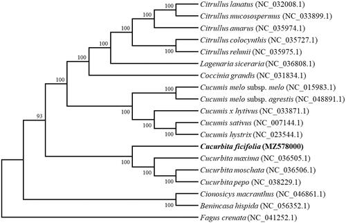 Figure 1. Phylogenetic tree showing relationship between Cucurbita ficifolia and other 17 species in Cucurbitaceae, Fagus crenata (NC_041252.1) was taken as the outgroup. Phylogenetic tree was constructed based on the complete chloroplast genomes using maximum-likelihood (ML) with 1000 bootstrap replicates. Numbers in each the node indicated the bootstrap support values.